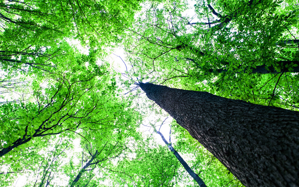 수목장 및 자연장 조성